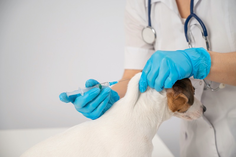 予防接種と定期的な健康管理の大切さを飼い主様にお伝えします