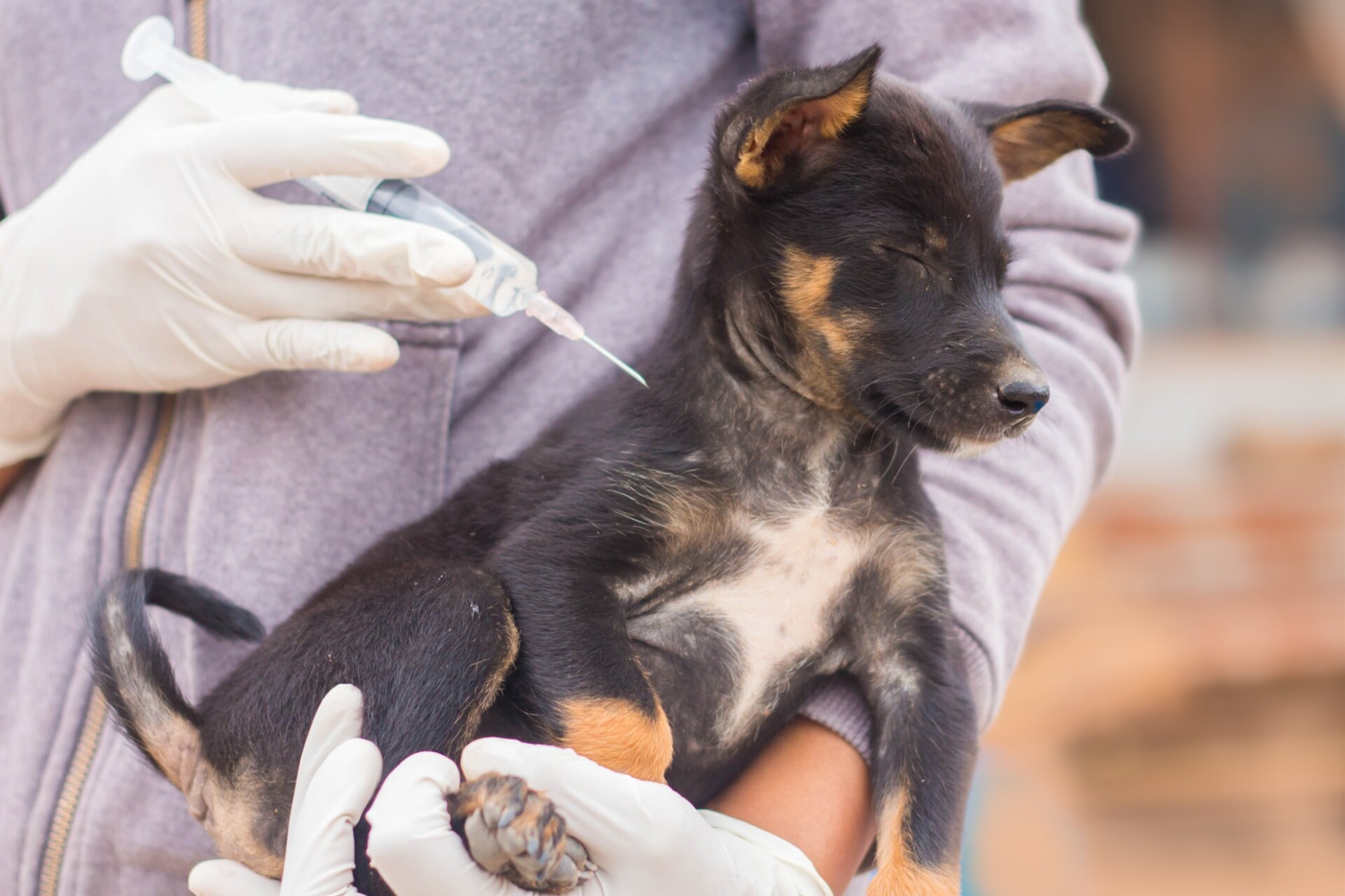 狂犬病の予防接種 | 東京都江戸川区の動物病院なら葛西りんかい動物病院