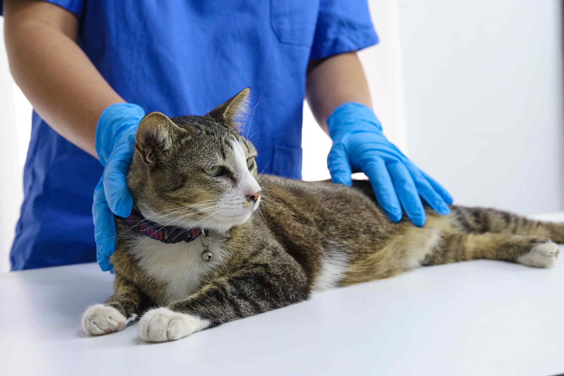 手術に対応 | 東京都江戸川区の動物病院なら葛西りんかい動物病院